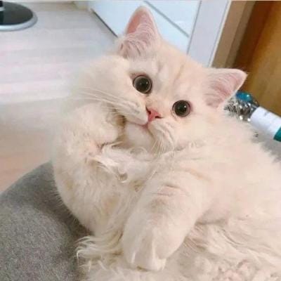 جناّت مرزا avatar
